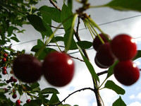 Спелая вишня