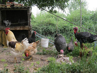 На канале птицы кормятся