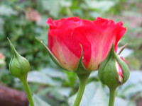 Розовая роза