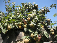 Фрукт - айва