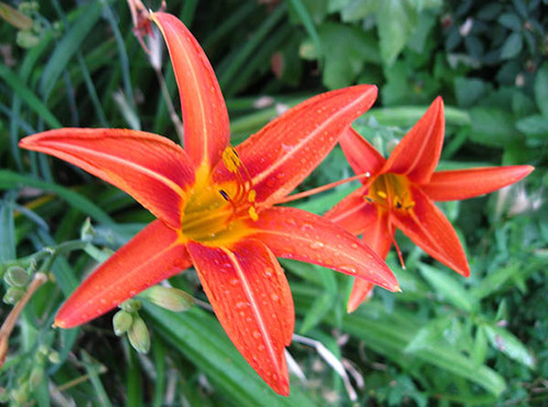 Лилия, оранжевого налива