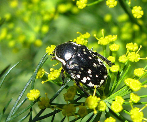 Аппетиту майских жуков можно позавидовать