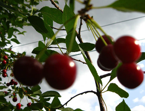 Спелая вишня