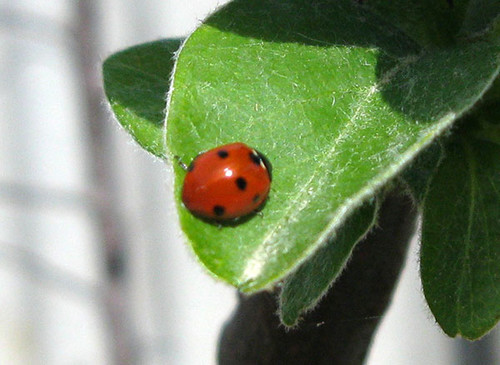 Божья коровка весна 2018