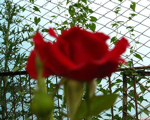 Очень красивая роза