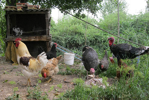 На канале птицы кормятся