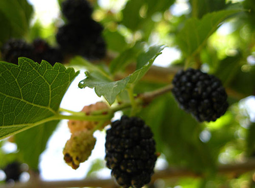 Шелковица с черными плодами Шелковица с черными плодами