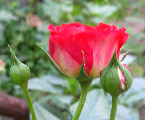 Розовая роза Розовая роза