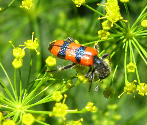 Жучок в солдатской форме Жучок в солдатской форме