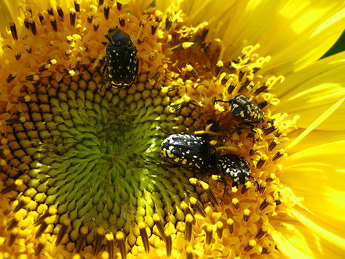 Майские жуки объедают созревающий подсолнух