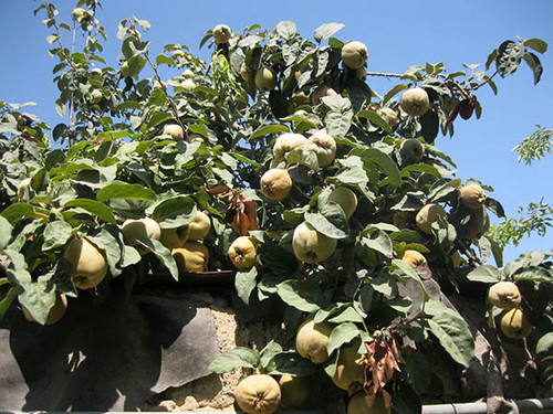 Фрукт - айва