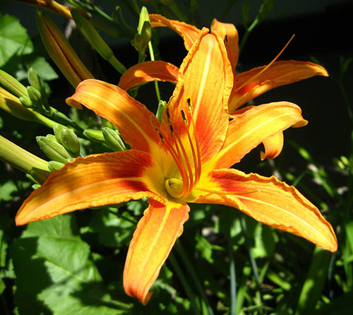 На солнце лилия